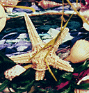starfish and shell woven into tapestry