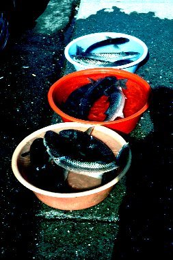 fresh-caught fish in plastic buckets