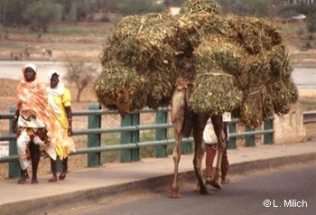 women and camel crossing Niger River at Niamey