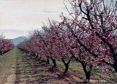apple blossom time in Willcox