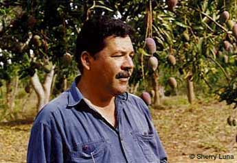 Mr. Parra and his mango trees