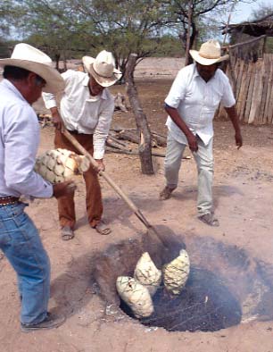 Mayo Indian men roasting maguey hearts, Sonora, Mexico