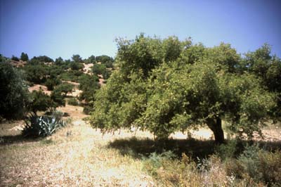 Araar and argan trees in the vicinity of Essouaira, Morocco