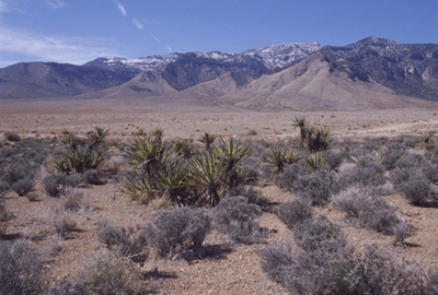 Desert landscape showing burn effects of range fire