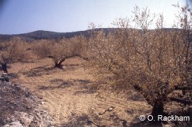 Seemingly dead olive grove, 3 months after fire