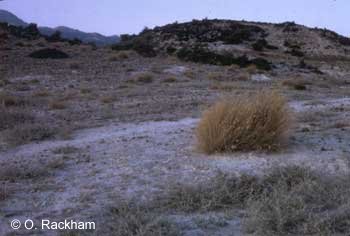 Semi-desert where animals used to graze