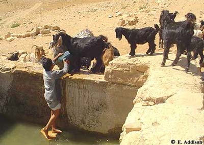 goatherd scoops water for thirsty goats at a spring in Jordan