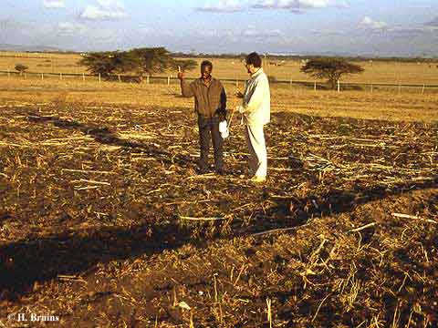 Photo showing post-harvest assessment of field trials, Olkinos, 1995