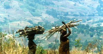 Photo of women carrying fuelwood