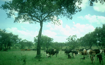 Photo of cattle grazing