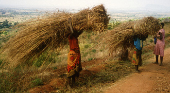 Photo of women carrying thatch material