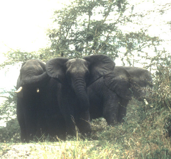 Photo of elephants in Liwonde National Park