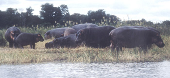 Image of hippos in Liwonde National Park