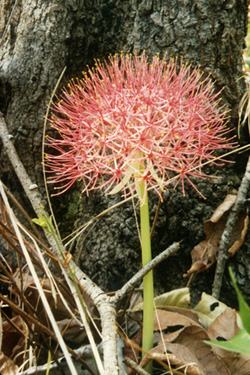 Photo of a puff flower, unique flora in Mulanje