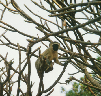 Photo of monkey in Zomba Forest Reserve