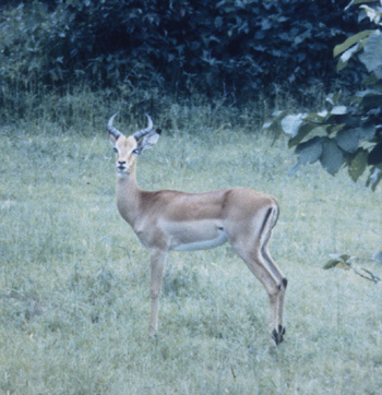 Photo of impala in Liwonde National Park
