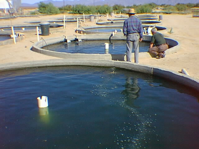 Tilapia Fish Farming Tank