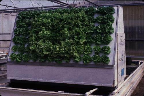 An A frame system of lettuce grown with fish effluent. (U of A)
