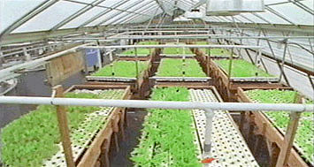 Aquaponics Fish Tanks For Sale : Hydroponic Gardening -the Pros With Through The Cons