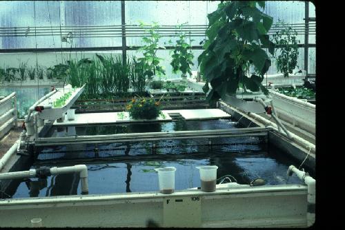 An experimental aquaculture/hydroponic system (U of A)