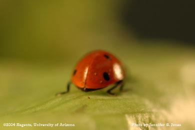 Photo of A sevenspotted lady beetle, Coccinella septempunctata, on lettuce.