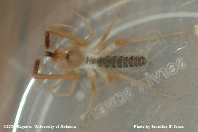 Photo of A solpugid (sun spider, windscorpion).