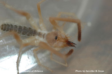 Photo of A solpugid (sun spider, windscorpion).