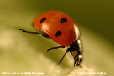 Photo of A sevenspotted lady beetle, Coccinella septempunctata, on lettuce.
