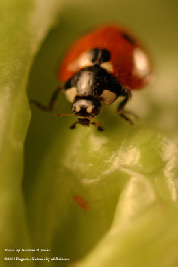Photo of A sevenspotted lady beetle (Coccinella septempunctata) and a lettuce aphid nymph (Nasonovia ribis-nigri) on lettuce.