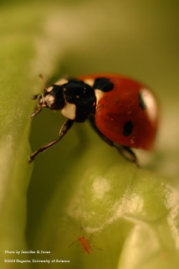 Photo of A sevenspotted lady beetle (Coccinella septempunctata) and a lettuce aphid nymph (Nasonovia ribis-nigri) on lettuce.