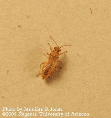 Photo of an Unidentified insect (Miridae?).