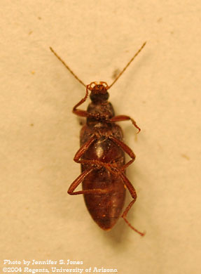 Photo of an unidentified beetle (Coleoptera).