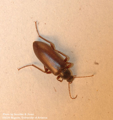 Photo of an Unidentified beetle (Coleoptera).