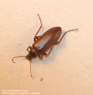 Photo of an Unidentified beetle (Coleoptera).