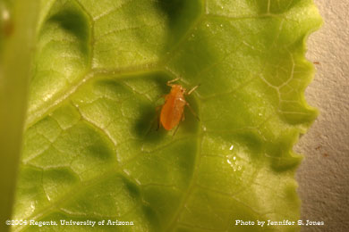 Photo of an Apterous (non-winged) lettuce aphid (Nasonovia ribis-nigri) nymph on lettuce.