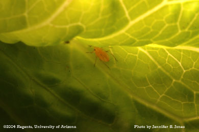 Photo of a Lettuce aphid (Nasonovia ribis-nigri) nymph on lettuce. 