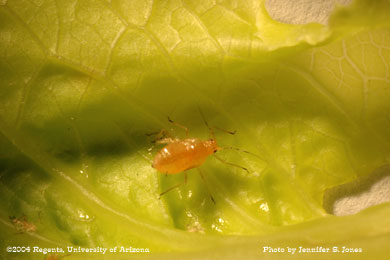 Photo of a Large Lettuce aphid (Nasonovia ribis-nigri) nymph on lettuce.