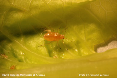 Photo of a Large Lettuce aphid (Nasonovia ribis-nigri) nymph on lettuce.