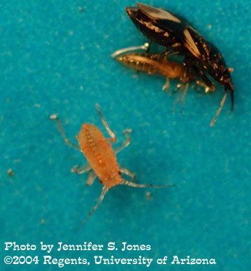 Photo of a Lettuce aphid (<em>Nasonovia ribis-nigri</em>) nymph, western flower thrips 
    and a minute pirate bug on a sticky card.<FONT size=