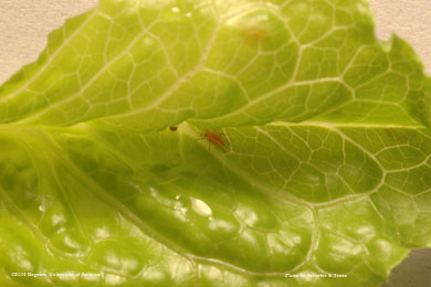 Photo of a Lettuce aphid (Nasonovia ribis-nigri) nymph on lettuce.