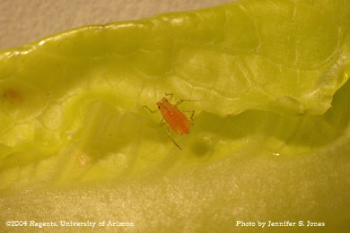 Photo of a Lettuce aphid (Nasonovia ribis-nigri) nymph on lettuce.