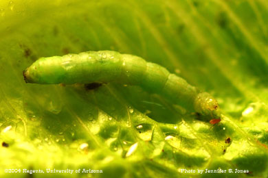 Photo of a Cabbage looper larva (Trichoplusia ni) and lettuce aphid nymph (Nasonovia ribis-nigri) on lettuce.