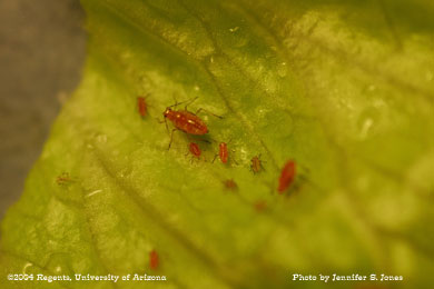 Photo of Lettuce aphid (Nasonovia ribis-nigri) nymphs on lettuce.