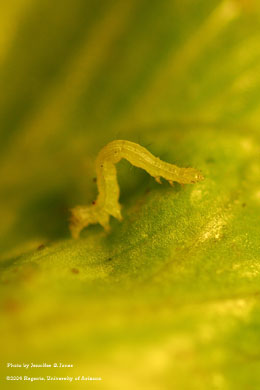 Photo of a Small cabbage looper larva (Trichoplusia ni) on lettuce.
