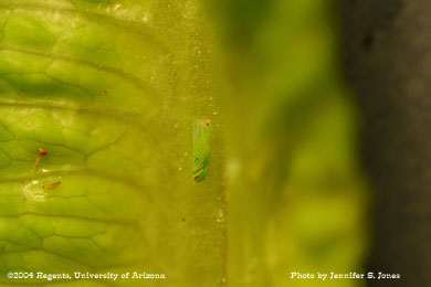 Photo of an Unidentified leaf hopper on lettuce.