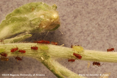 Photo of Unidentified aphids on an ornamental plant. 