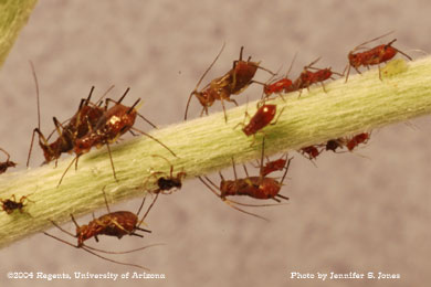 Photo of Unidentified aphids on an ornamental plant. 