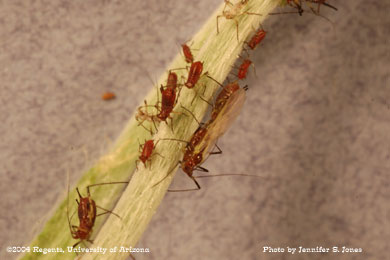 Photo of Unidentified aphids on an ornamental plant.