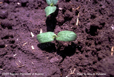 Whitefly adult control with Admire on melons