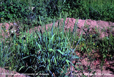 Photo of a littleseed canarygrass 